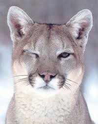 Cougar reconsidered