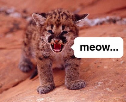 Baby cougar meowing