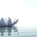 zen lotus flower floating on water