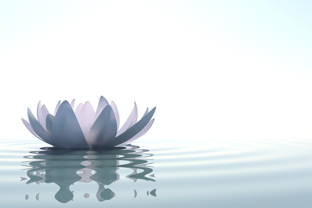 zen lotus flower floating on water